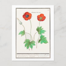 Vintage botanische Illustration Mohnblumen