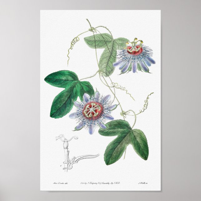 Vintage botanische Illustration Poster (Vorne)