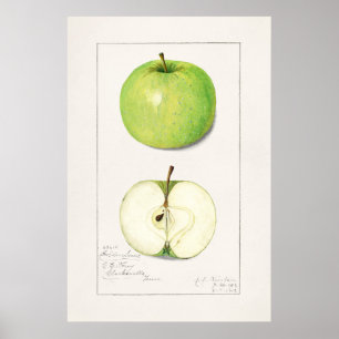 Vintage botanische Illustration Poster