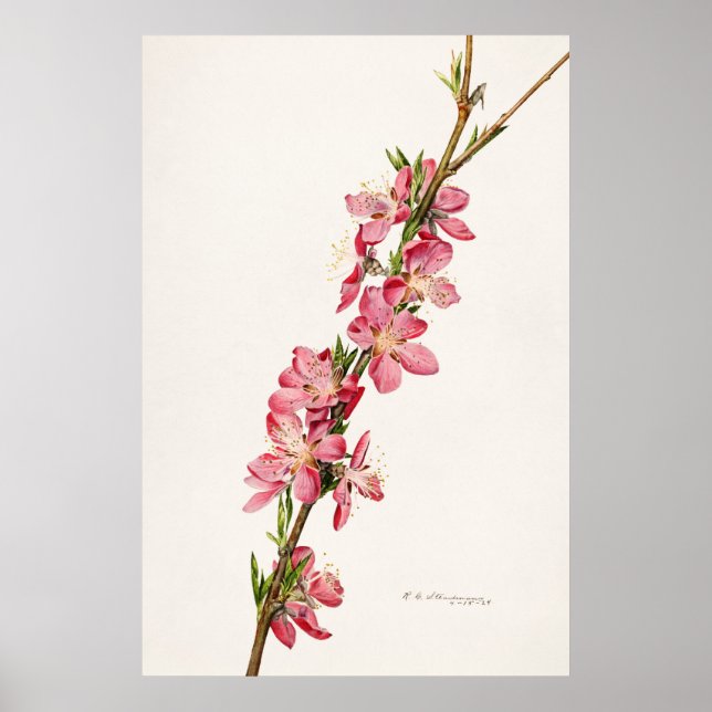 Vintage botanische Illustration Poster (Vorne)