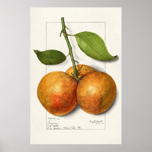 Vintage botanische Illustration Poster