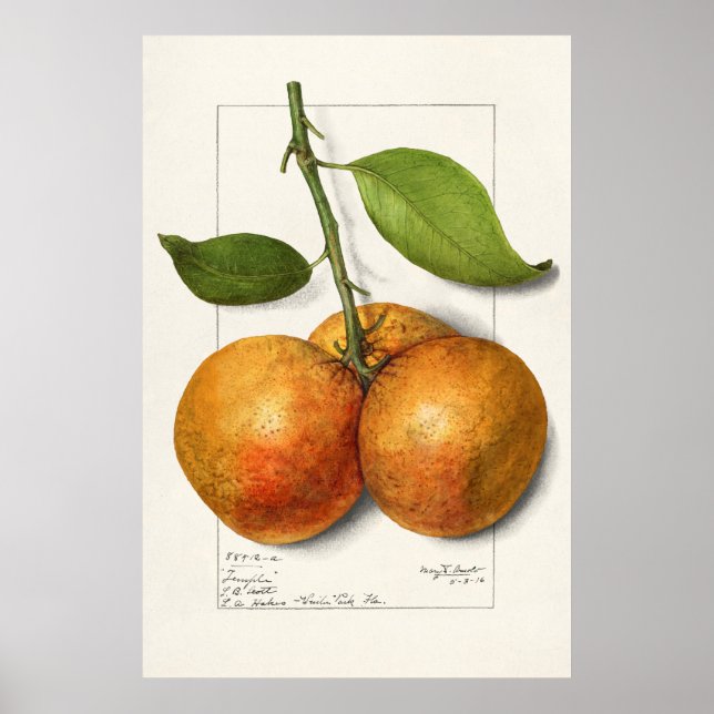 Vintage botanische Illustration Poster (Vorne)