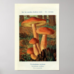 Vintage botanische Illustration Poster