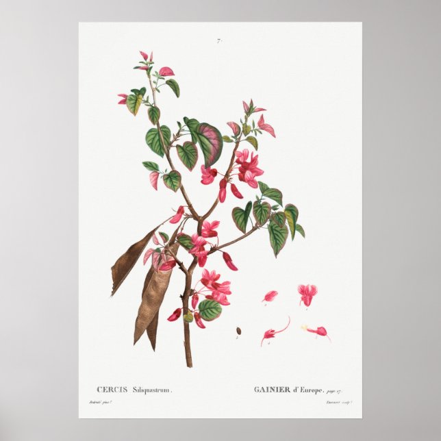 Vintage botanische Illustration Poster (Vorne)