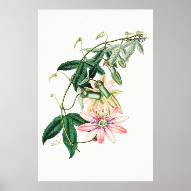 Vintage botanische Illustration Poster (Vorne)