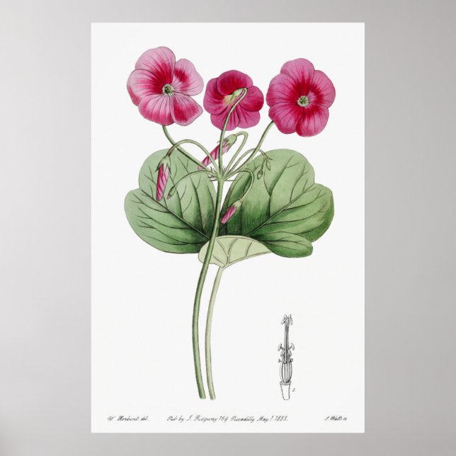 Vintage botanische Illustration Poster (Vorne)