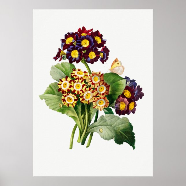 Vintage botanische Illustration Poster (Vorne)