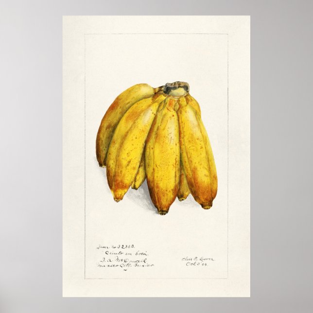 Vintage botanische Illustration Poster (Vorne)
