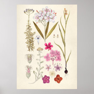 Vintage botanische Illustration Poster