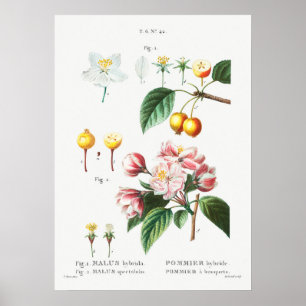Vintage botanische Illustration Poster