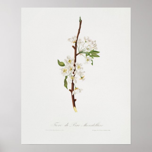 Vintage botanische Illustration Poster (Vorne)