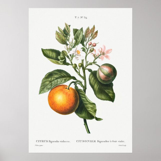 Vintage botanische Illustration Poster (Vorne)