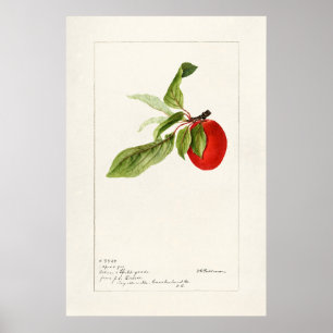 Vintage botanische Illustration Poster
