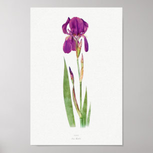 Vintage botanische Illustration Poster