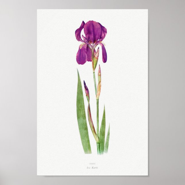 Vintage botanische Illustration Poster (Vorne)