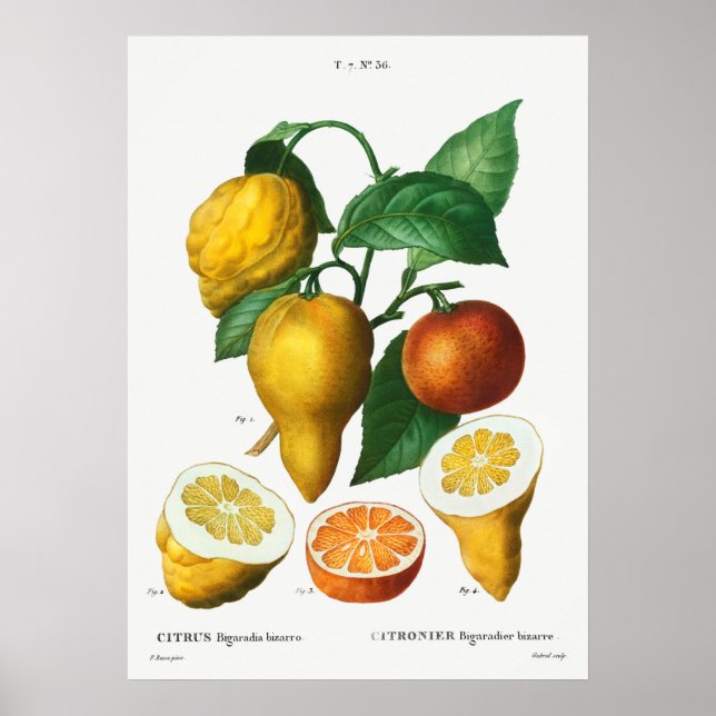 Vintage botanische Illustration Poster (Vorne)