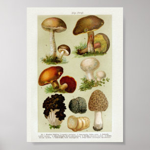 Vintage botanische Illustration Poster