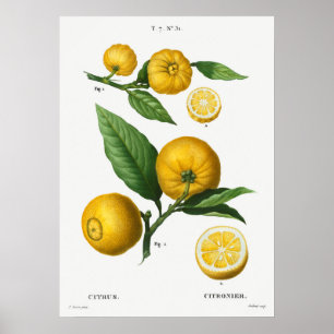 Vintage botanische Illustration Poster