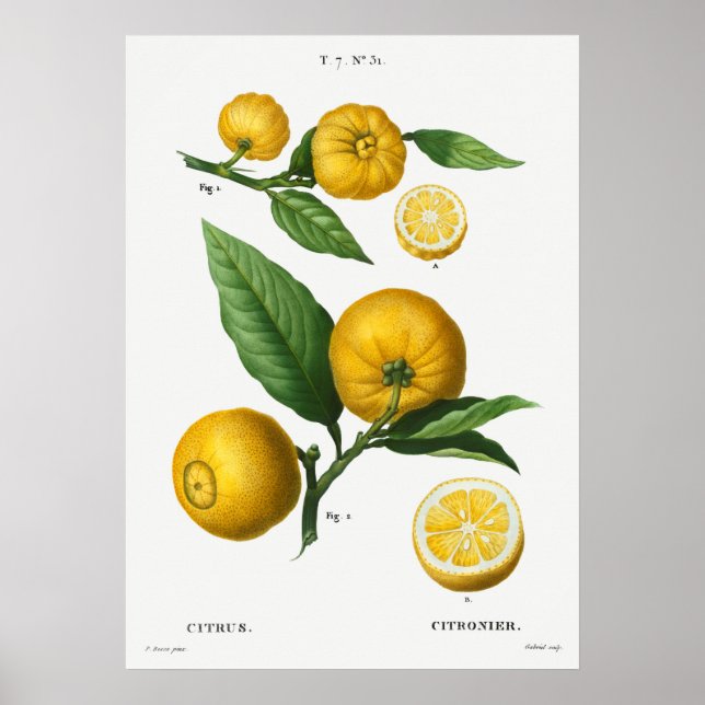 Vintage botanische Illustration Poster (Vorne)