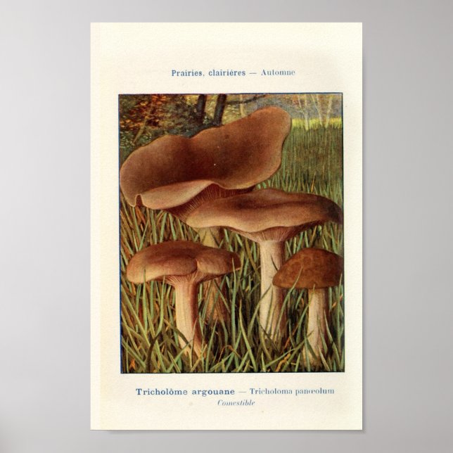 Vintage botanische Illustration Poster (Vorne)