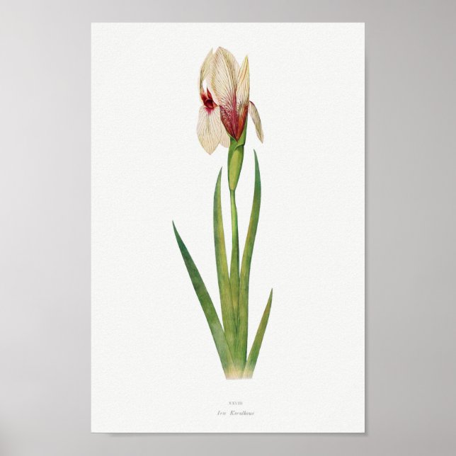 Vintage botanische Illustration Poster (Vorne)