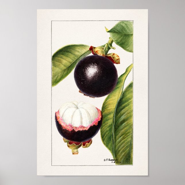 Vintage botanische Illustration Poster (Vorne)
