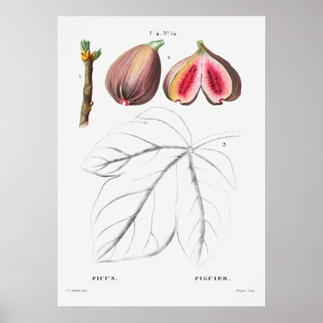 Vintage botanische Illustration Poster (Vorne)