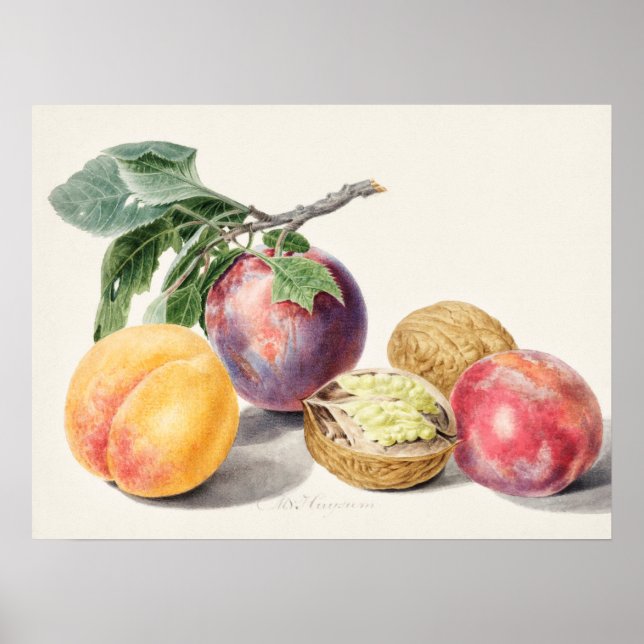 Vintage botanische Illustration Poster (Vorne)