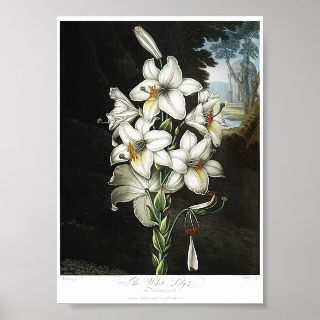 Vintage botanische Illustration Poster (Vorne)