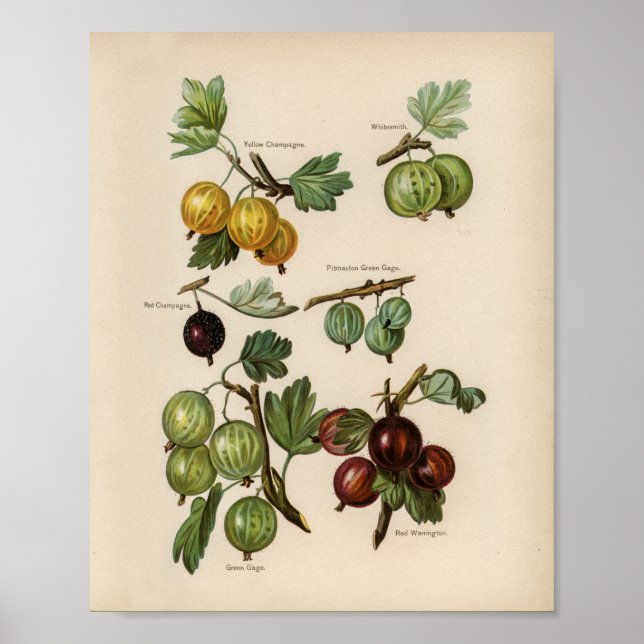 Vintage botanische Illustration Poster (Vorne)