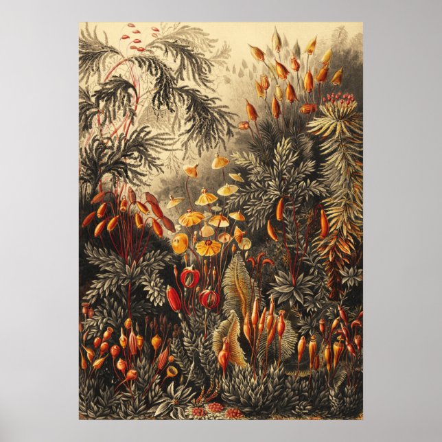 Vintage botanische Illustration Poster (Vorne)