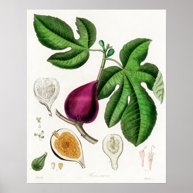 Vintage botanische Illustration Poster (Vorne)