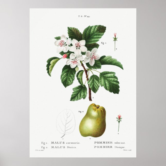 Vintage botanische Illustration Poster (Vorne)