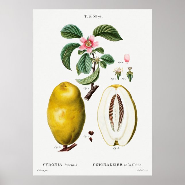 Vintage botanische Illustration Poster (Vorne)