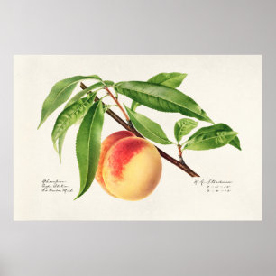 Vintage botanische Illustration Poster