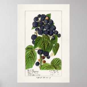 Vintage botanische Illustration Poster