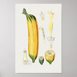 Vintage botanische Illustration Poster