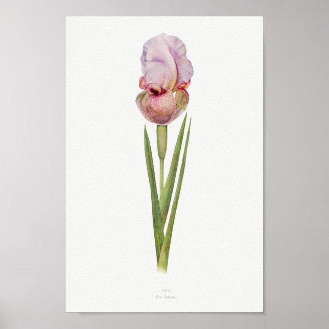 Vintage botanische Illustration Poster (Vorne)