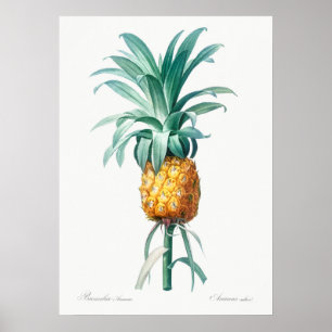 Vintage botanische Illustration Poster