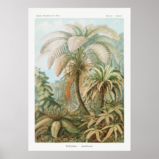 Vintage botanische Illustration Poster (Vorne)