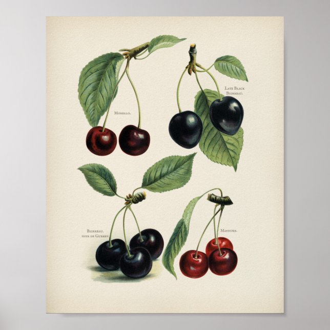 Vintage botanische Illustration Poster (Vorne)
