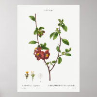 Vintage botanische Illustration