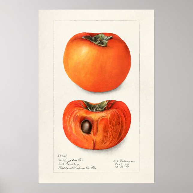 Vintage botanische Illustration Poster (Vorne)