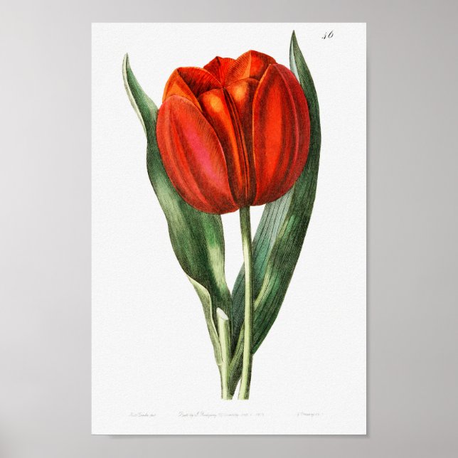 Vintage botanische Illustration Poster (Vorne)