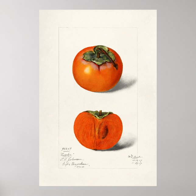 Vintage botanische Illustration Poster (Vorne)