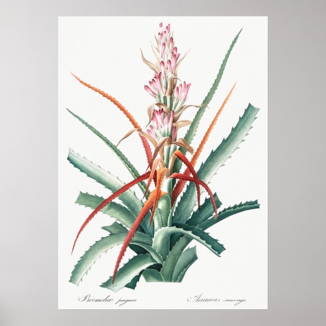 Vintage botanische Illustration Poster (Vorne)