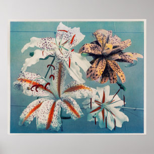 Vintage botanische Illustration Poster