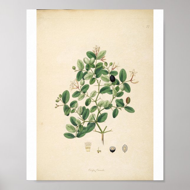 Vintage botanische Illustration Poster (Vorne)