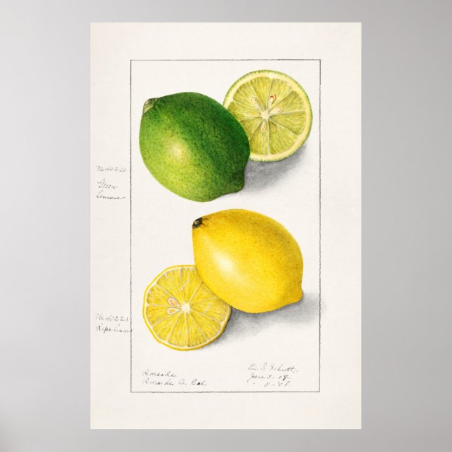 Vintage botanische Illustration Poster (Vorne)