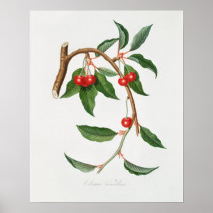 Vintage botanische Illustration Poster
